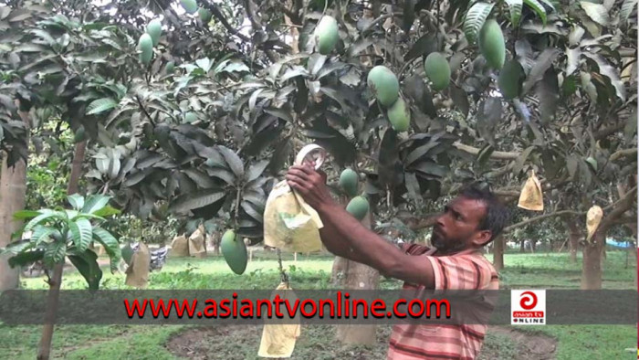চাঁপাইনবাবগঞ্জে ২৪ কোটি আমে ফ্রুট ব্যাগিং