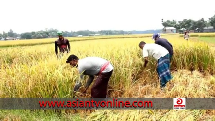 খোকসায় বোরো ধান ঘরে তুলতে ব্যস্ত কৃষক-কৃষাণী