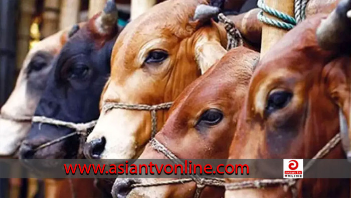ঈশ্বরদীতে গরু বোঝাই ট্রাকে ডাকাতি, ১৭টি গরু লুট