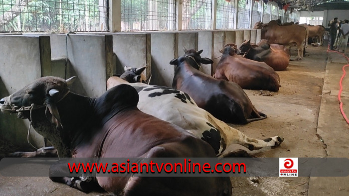 চাঁপাইনবাবগঞ্জে কোরবানির জন্য প্রস্তুত প্রায় ৩ লাখ পশু