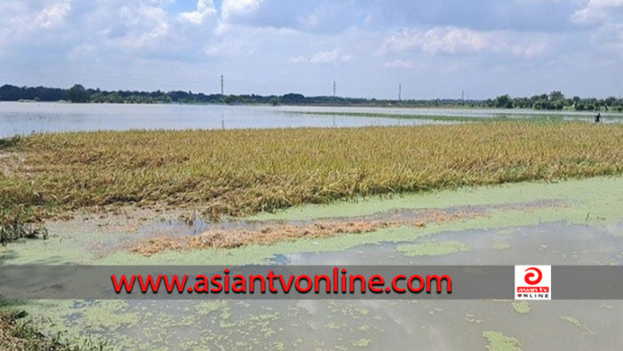 চাঁপাইনবাবগঞ্জে পাকা ধান এখন পানিতে ভাসছে, মিলছে না শ্রমিক