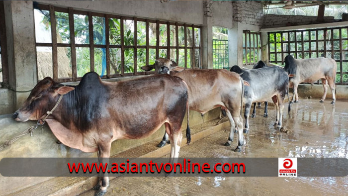 ফকিরহাটে কোরবানি ঘিরে খামারিদের ব্যস্ততা, প্রস্তুত ১২ হাজার গরু-ছাগল