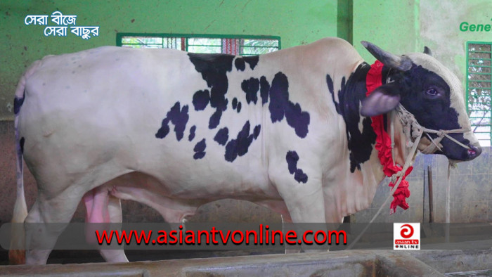 কৃত্রিম প্রজননের মাধ্যমে গবাদিপশুর জাত উন্নয়ন
