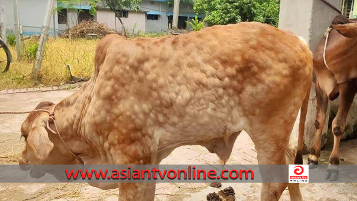 বকশীগঞ্জে গরুর লাম্পি স্কিন ডিজিজে আতঙ্ক খামারিরা