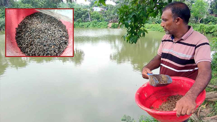 নওগাঁয় পরিবেশবান্ধব কালো সৈনিক পোকার চাষ ব্যাপক সাড়া ফেলেছে