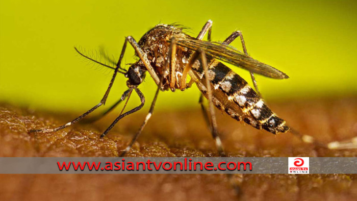 ডেঙ্গুতে একদিনে আরও ৩১৭ জন শনাক্ত