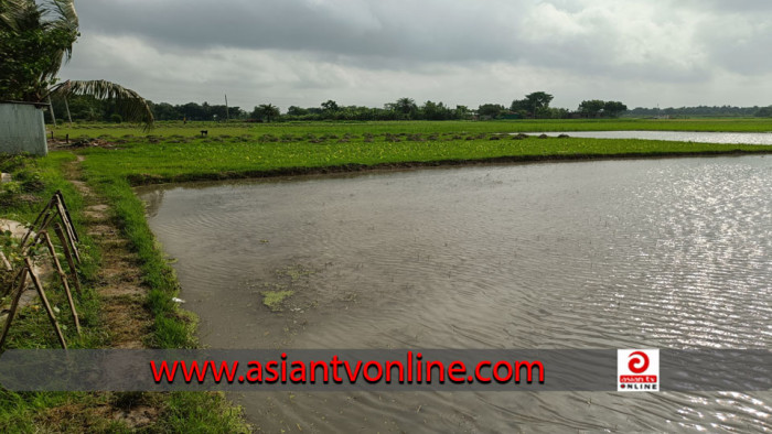 টানা বৃষ্টিতে ঈশ্বরদীতে তলিয়ে গেছে আমনের চারার জমি