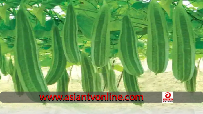গরমে ঝিঙে কেন প্রতিদিনের খাদ্যতালিকায় রাখা জরুরি?